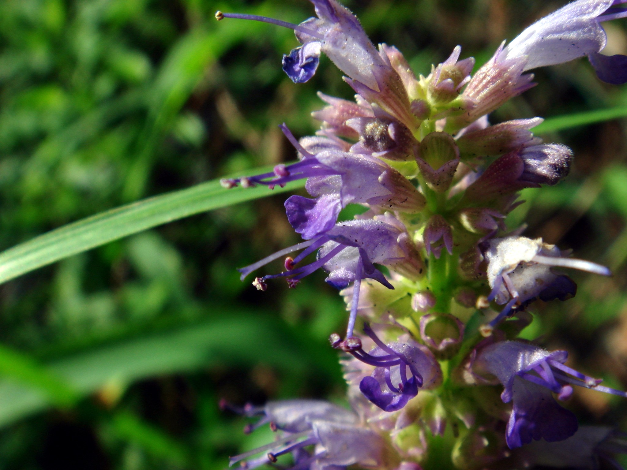 Agastache rugosa (Fisch. & C. A. Mey.) Kuntze